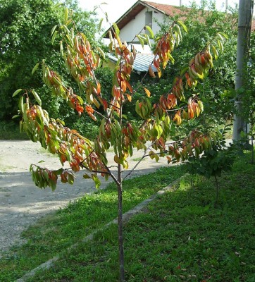 PICT0283.JPG