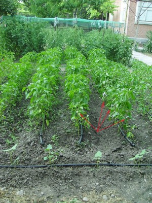 PICT02724.jpg