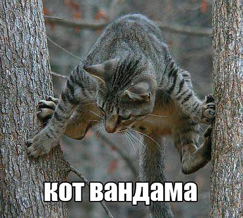 Котката на Ван Дам.jpg