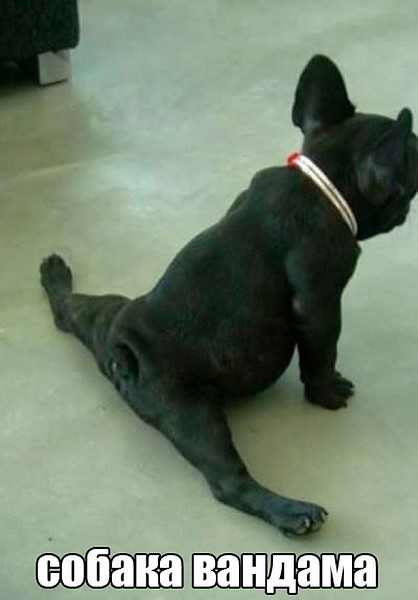 Кучето на Ван Дам.jpg