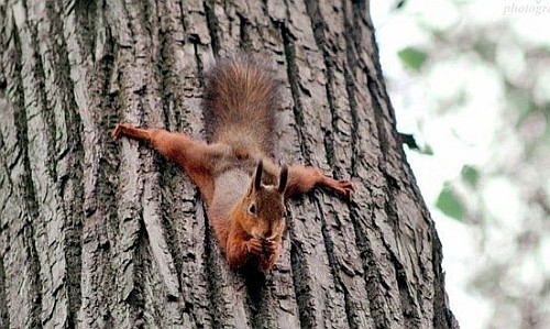 Катеричката на Ван Дам.jpg