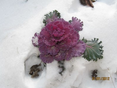 ЗИМА-2012 005.jpg