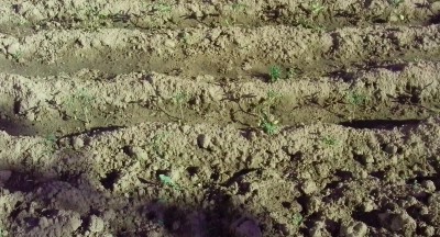 кофти разсад.jpg