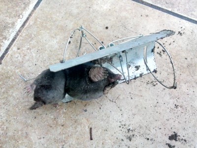 първият падна.JPG