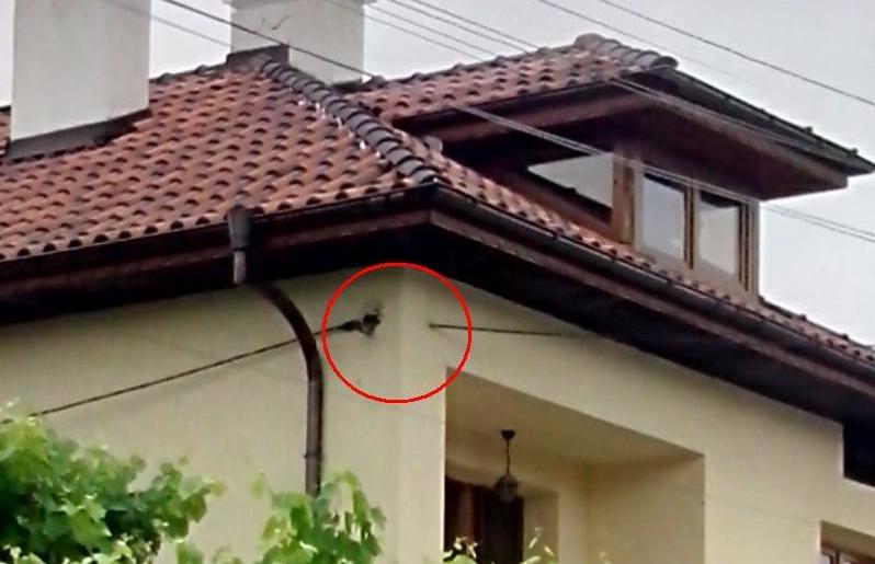 мъничко аку в кацата с мед.JPG