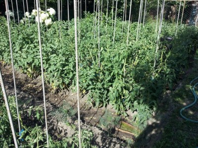 20140628_172311 (816 x 612).jpg