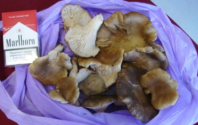 Гъби2.jpg