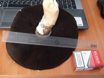 Печурка 25см.jpg