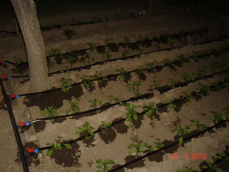 DSC00126 (760 x 570).jpg