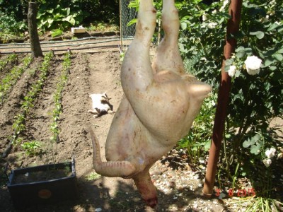 DSC00133 (760 x 570).jpg